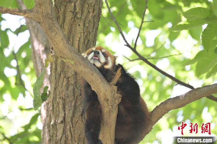 西安秦嶺野生動物園里的小熊貓?！∥靼睬貛X野生動物園供圖