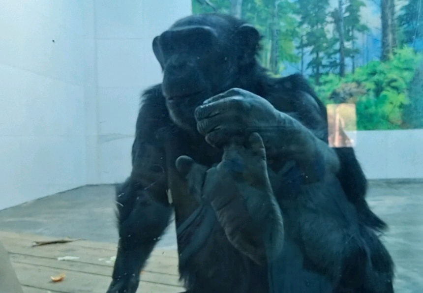 “秦嶺生態(tài)旅游季·美好西旅 詩畫秦嶺” 暨秦嶺野生動(dòng)物園媒體行活動(dòng)成功舉辦